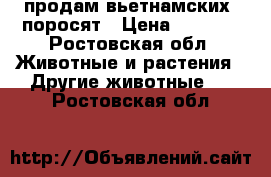 продам вьетнамских  поросят › Цена ­ 1 500 - Ростовская обл. Животные и растения » Другие животные   . Ростовская обл.